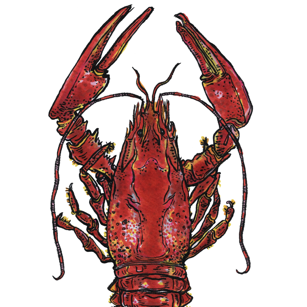Close-up detail of a crawfish pen and ink drawing made into an art print.