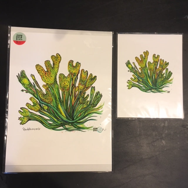 Large and small art prints of bladderwrack seaweed.