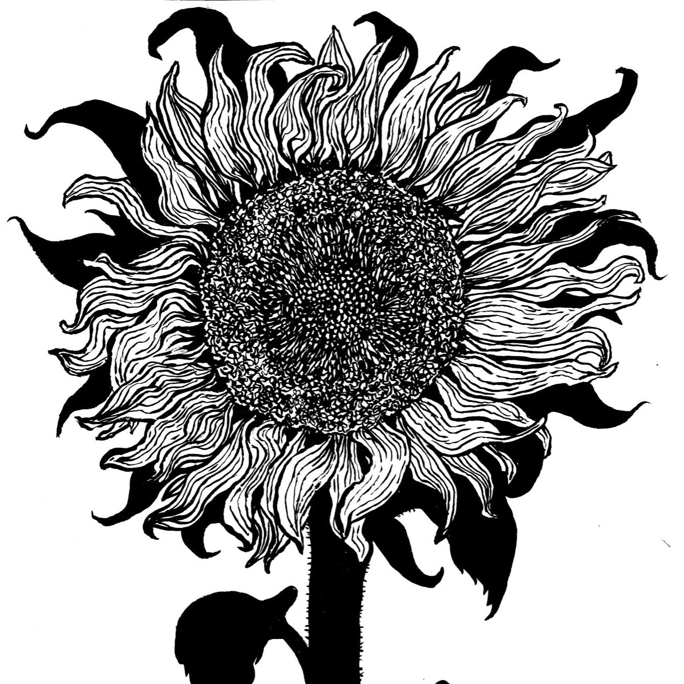 A black and white ink painting of an uprooted sunflower.