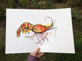 Shrimp Art Print