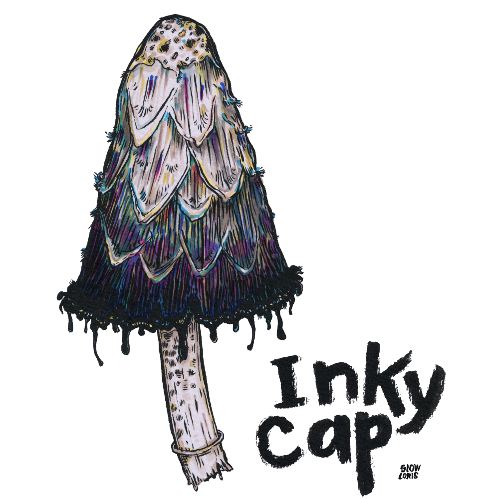 Inky Cap Mushroom Art Print