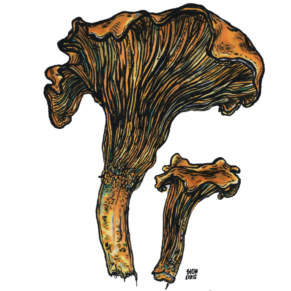 A colorful painting of two Chanterelle mushrooms against a white background.