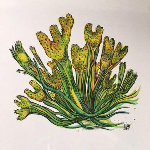 A painting of yellow-green bladderwrack seaweed.