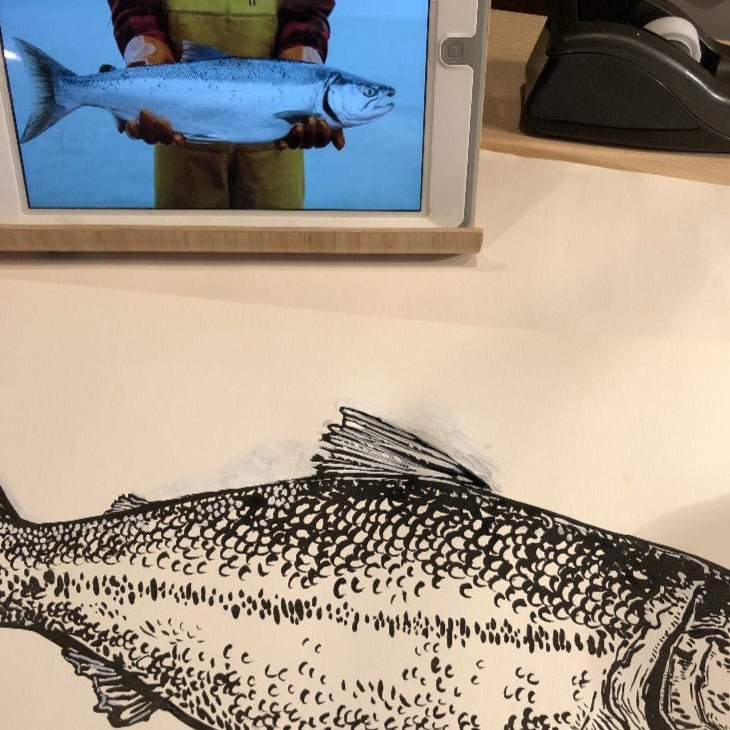 salmon drawing being compared to salmon photo