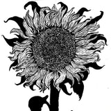 A black and white ink painting of an uprooted sunflower.